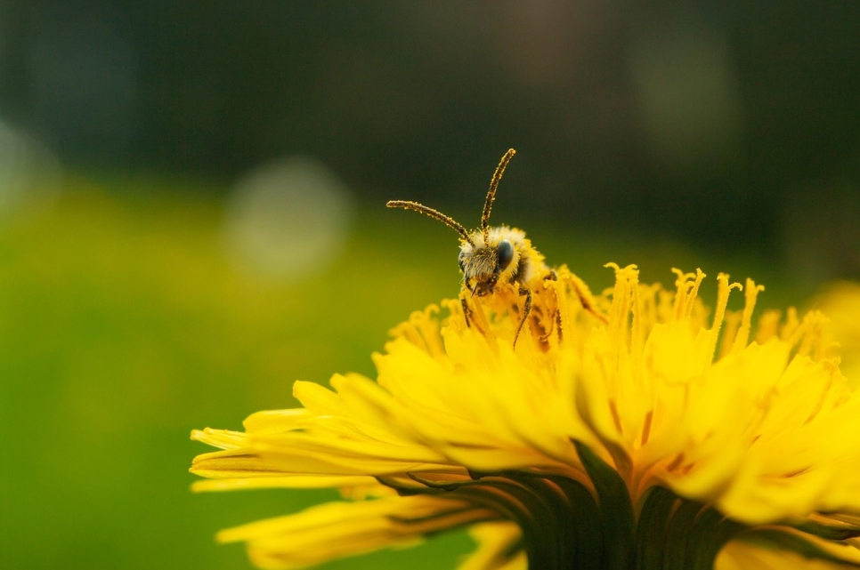 View: Weekly Pollinator Walk